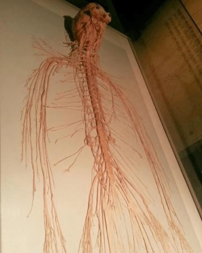Human nervous system preserved and displayed, highlighting intricate nerve pathways in an uncanny medicine exhibit.
