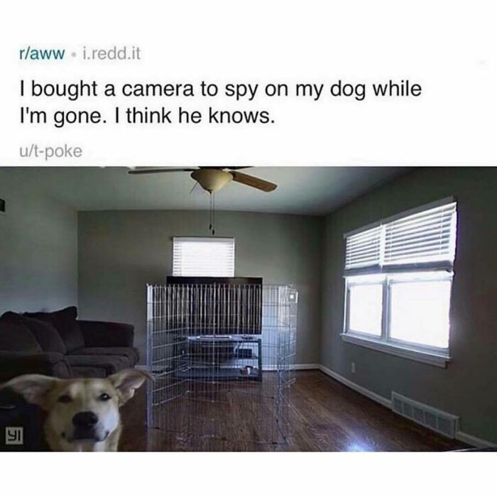 Dog meme showing a curious dog near an empty playpen in a bright living room, capturing funny and wholesome moments.