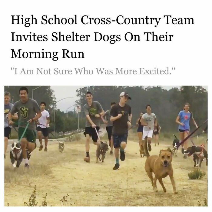 High school cross-country team running with shelter dogs on a trail, showcasing funny and wholesome dog moments.