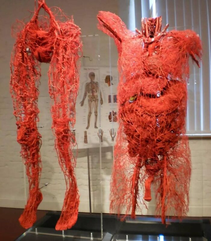 Sistema circulatorio humano preservado y expuesto en una exhibición médica fascinante e inquietante.