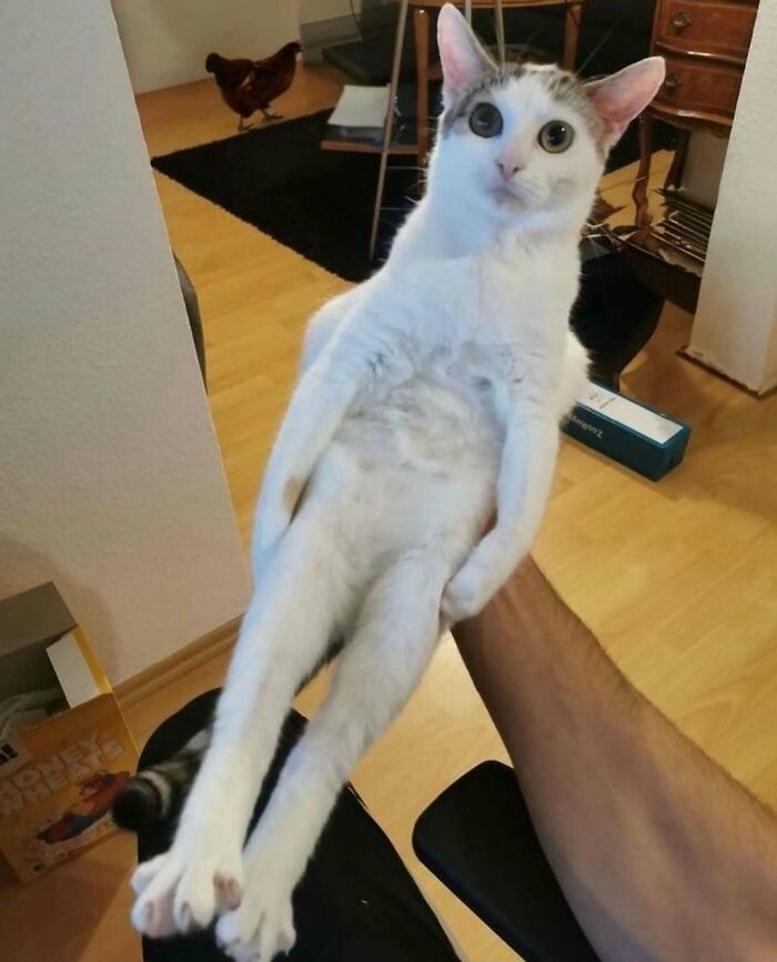 White cat with quirky expression being held upright by a person in an indoor setting showing cats quirky selves.
