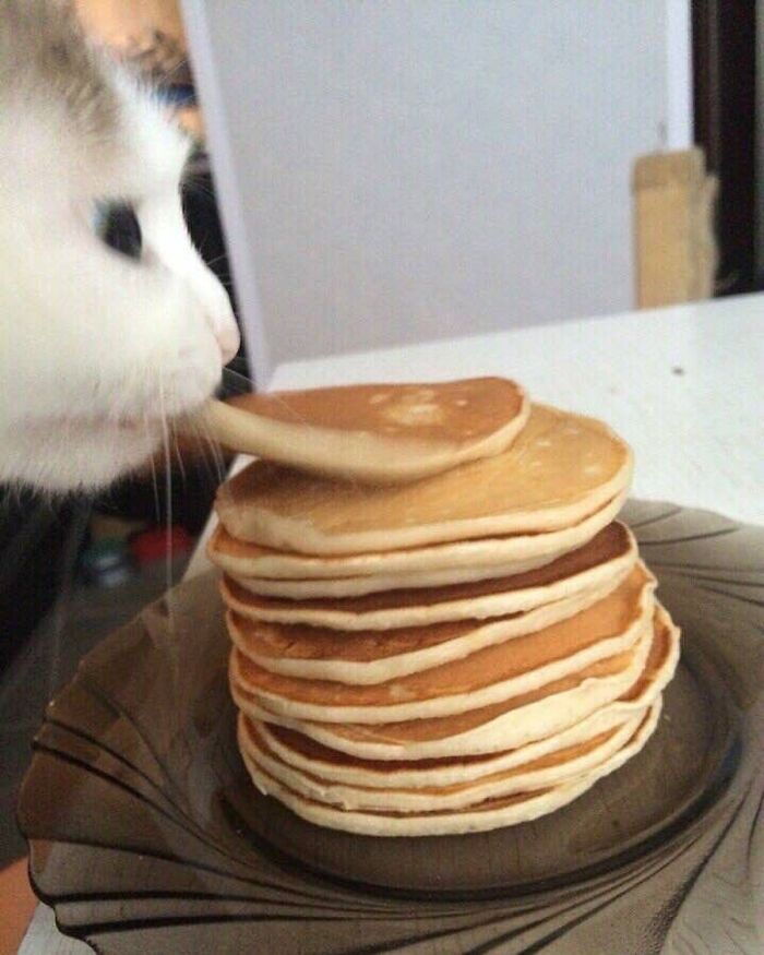 Cat being quirky licking a wooden spatula on a tall stack of pancakes on a glass plate indoors.