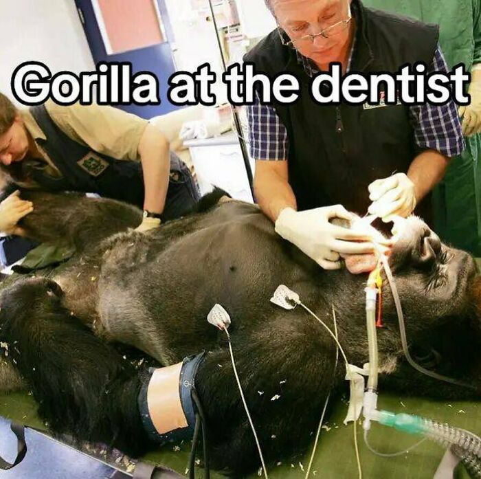 Gorilla undergoing dental care with medical equipment, illustrating the inside of Big Ben concept in a unique setting.