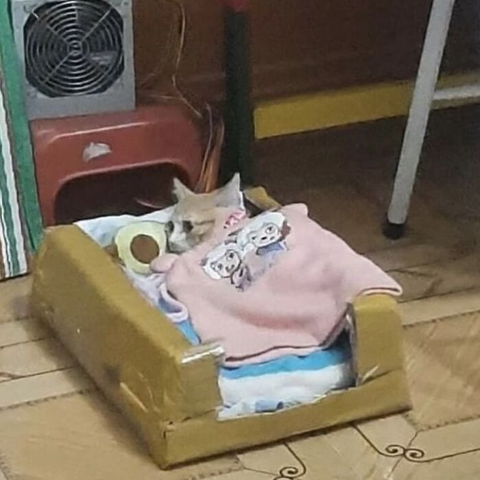 Cat wrapped in a blanket lying in a small wooden bed, showcasing quirky cat behavior in a cozy indoor setting.