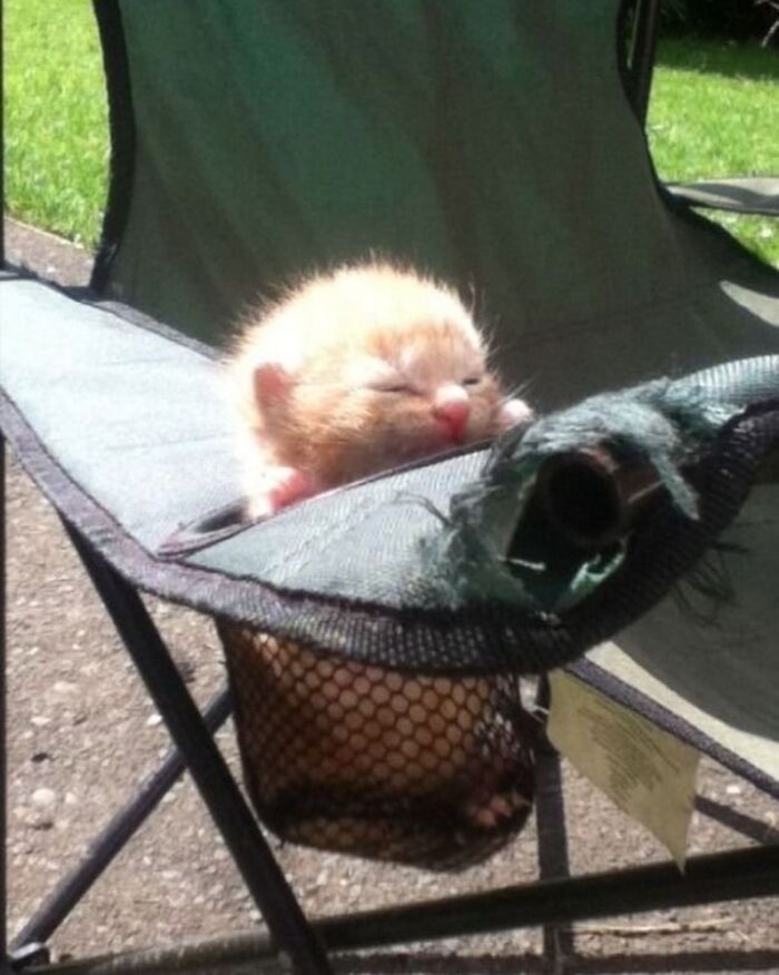 Kitten sleeping in a torn chair pocket, showcasing quirky cats in unique and adorable poses outdoors.