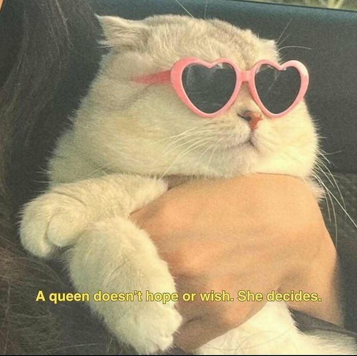 Cat wearing heart-shaped sunglasses with text about confidence, featured in relatable memes collection.