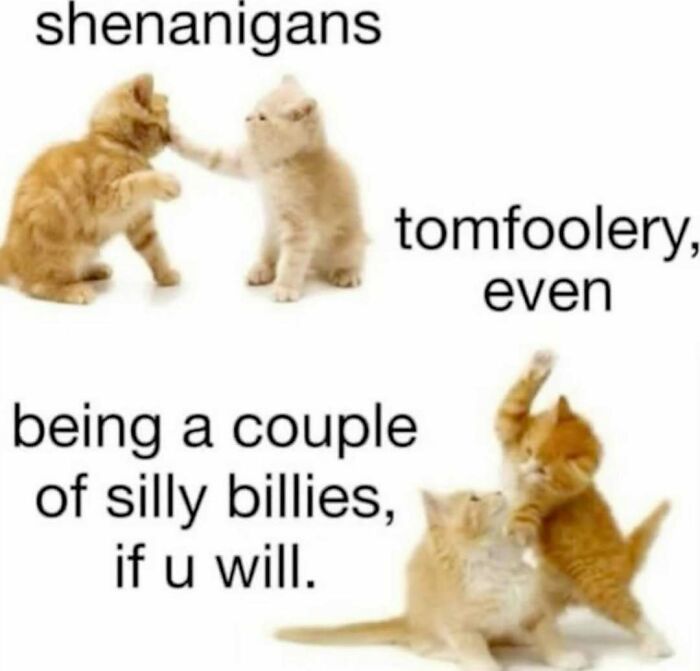 Two pairs of kittens playfully interacting, showcasing cats being their quirky selves in amusing and silly poses.