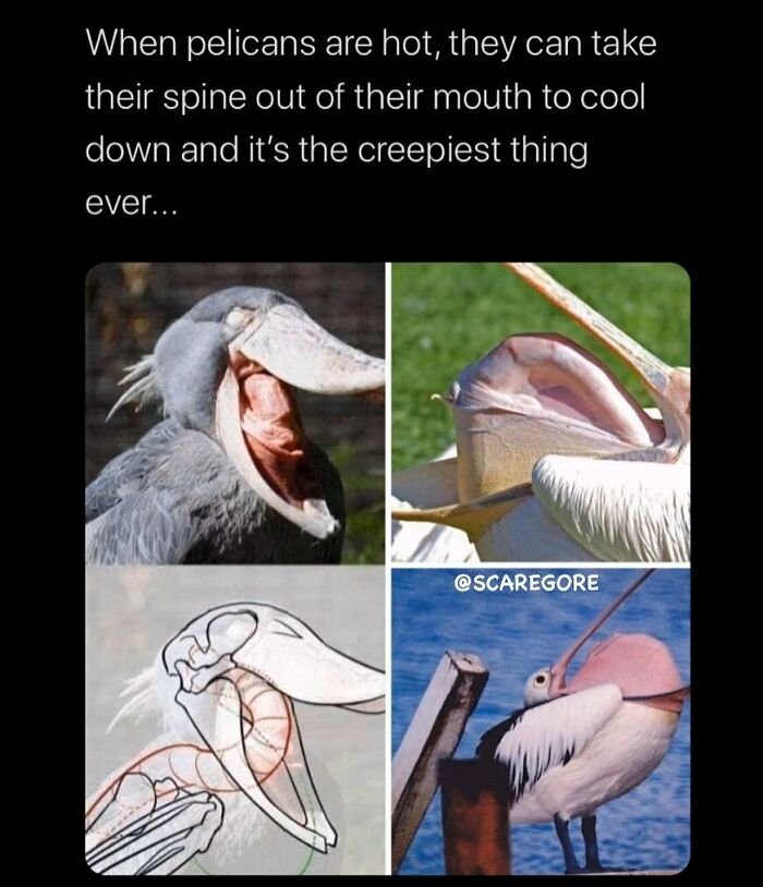 Pelican removing its spine from mouth to cool down, a disturbing and unsettling event that actually happened in nature.