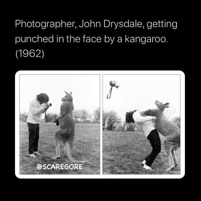 Photographer punched in the face by a kangaroo, capturing one of the most disturbing and unsettling events that actually happened.
