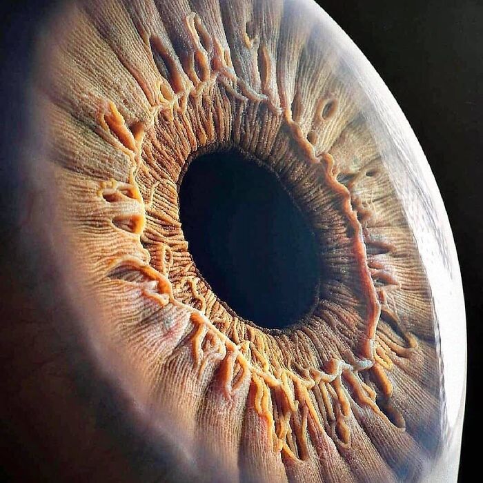 Detalle macro de un iris humano mostrando texturas fascinantes y estructuras únicas en fotos médicas inquietantes.