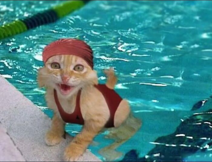 Cat wearing a red swim cap and swimsuit standing by a pool, showcasing quirky cat behavior in a playful setting.