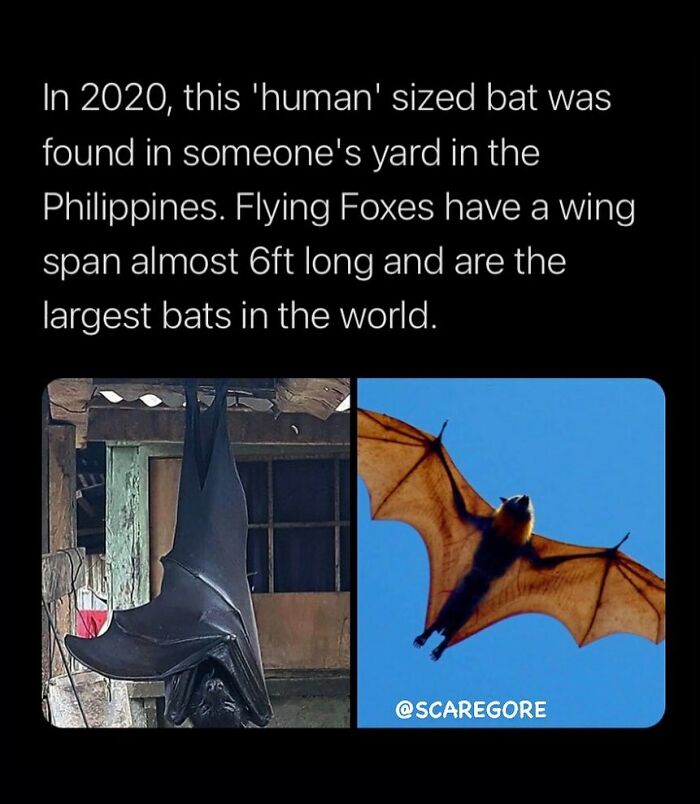 Human-sized Flying Fox bat with a nearly 6ft wingspan found in a yard, a disturbing and unsettling event.