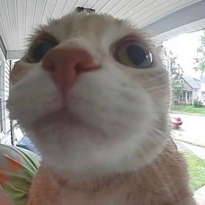 Close-up of a quirky cat's face looking directly at the camera, showcasing playful cat behavior and personality.