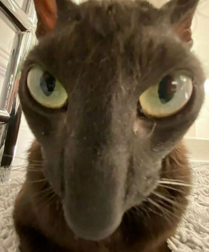 Close-up of a quirky cat with large eyes and an elongated nose, showcasing cats being their quirky selves.