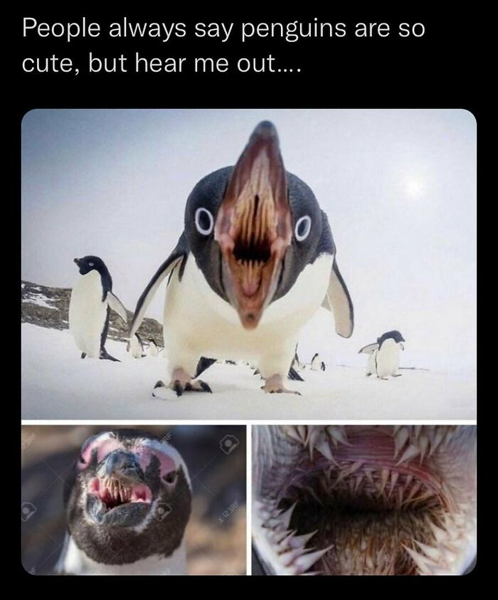 Close-up of a penguin’s disturbing open mouth with sharp teeth, highlighting unsettling events that actually happened in nature.
