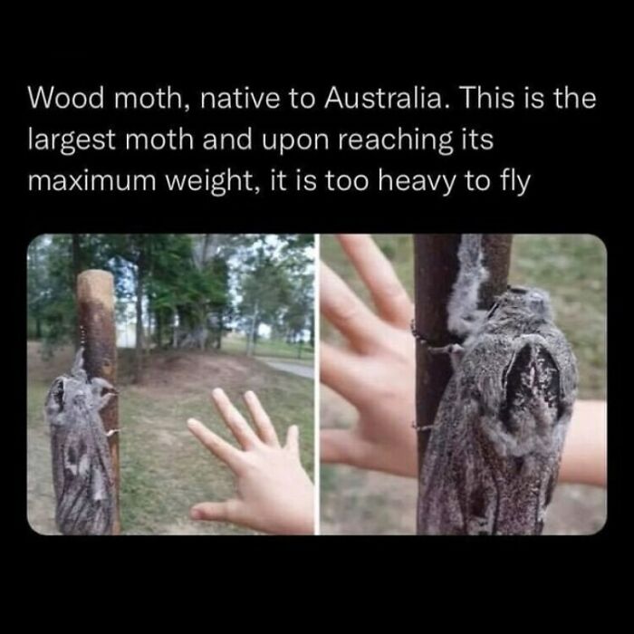 Wood moth native to Australia shown next to a hand, an example of disturbing and unsettling events that actually happened.