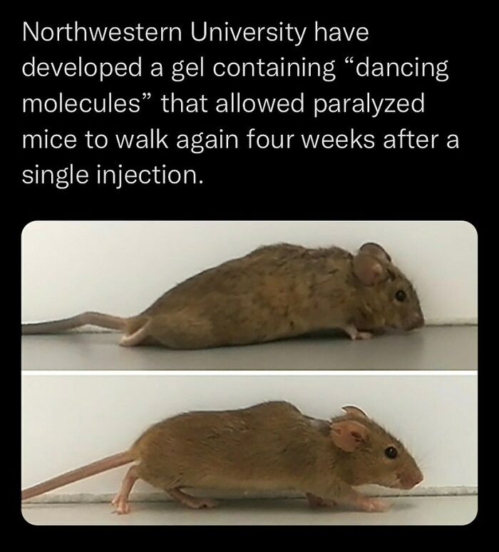 Paralyzed mice walk again after injection of gel with dancing molecules, a disturbing and unsettling event that actually happened.