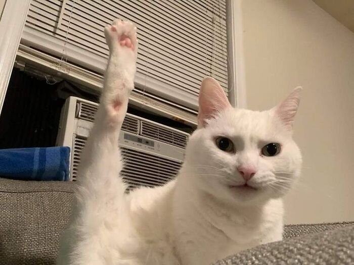 White cat sitting on a couch with one hind leg raised, showcasing quirky cat behavior in a home setting.