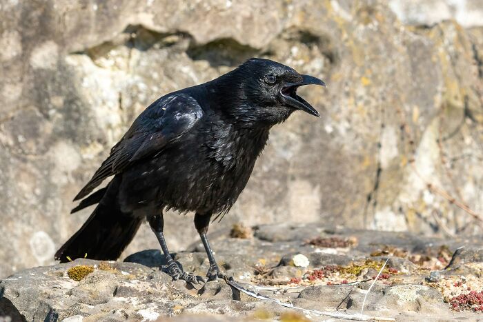 Black crow with open beak standing on rocky ground, illustrating animals messing with humans in history.
