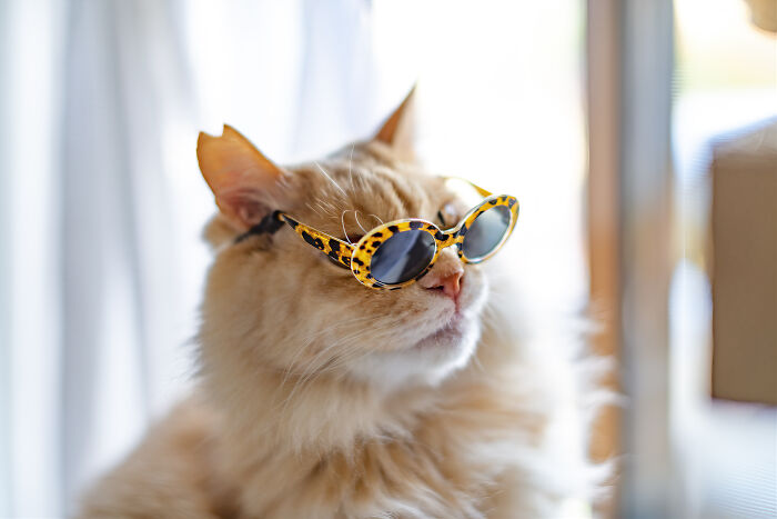 Fluffy orange cat wearing leopard print sunglasses, showcasing unique style in creative cat photography.