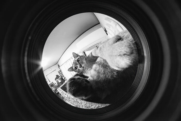 Cat photography showing a close-up fisheye lens view of cats lounging indoors, capturing playful and curious expressions.
