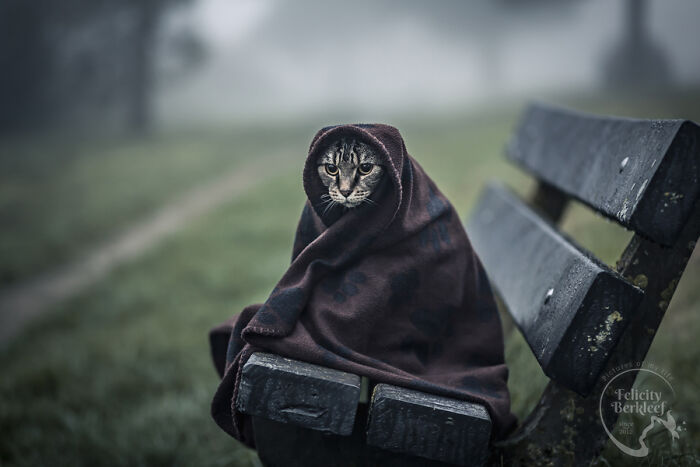 Cat photography showing a tabby cat wrapped in a blanket sitting on a weathered bench in a foggy outdoor setting.