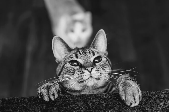 Close-up of a curious cat with sharp eyes and whiskers in black and white, showcasing the best of cat photography.