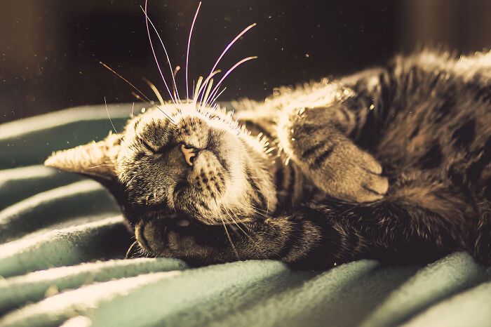 Close-up cat photography of a tabby cat sleeping peacefully on soft textured fabric in warm natural light.