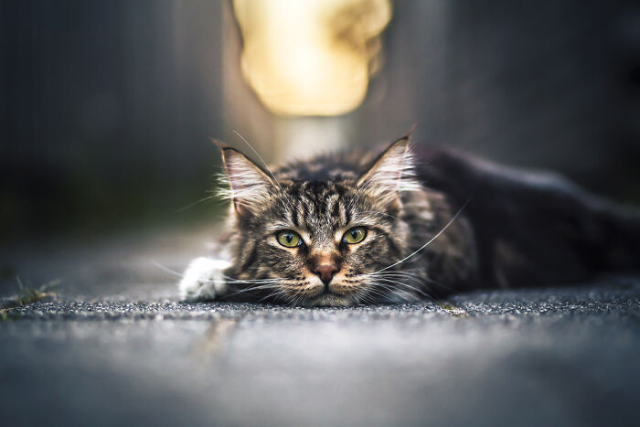 Close-up of a tabby cat lying on a path with focused green eyes, showcasing the best of cat photography.