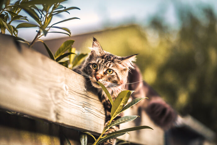 Tabby cat resting on a wooden fence surrounded by leaves, captured in creative cat photography with natural outdoor lighting