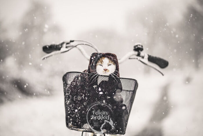 Cat photography showing a calico cat sitting inside a bike basket during a snowy day with soft falling snowflakes.