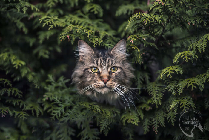 Long-haired tabby cat peeking through green foliage, showcasing stunning cat photography with intense yellow eyes in natural light.