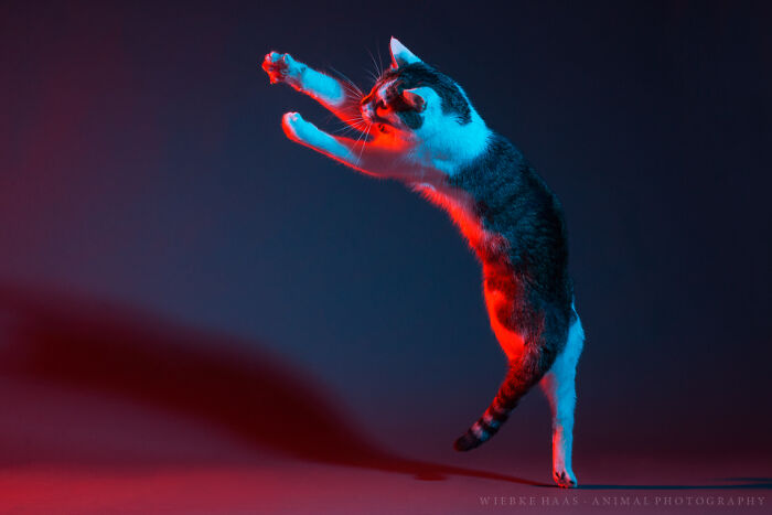 Tabby cat captured mid-jump in colorful lighting, showcasing dynamic cat photography and playful feline energy.