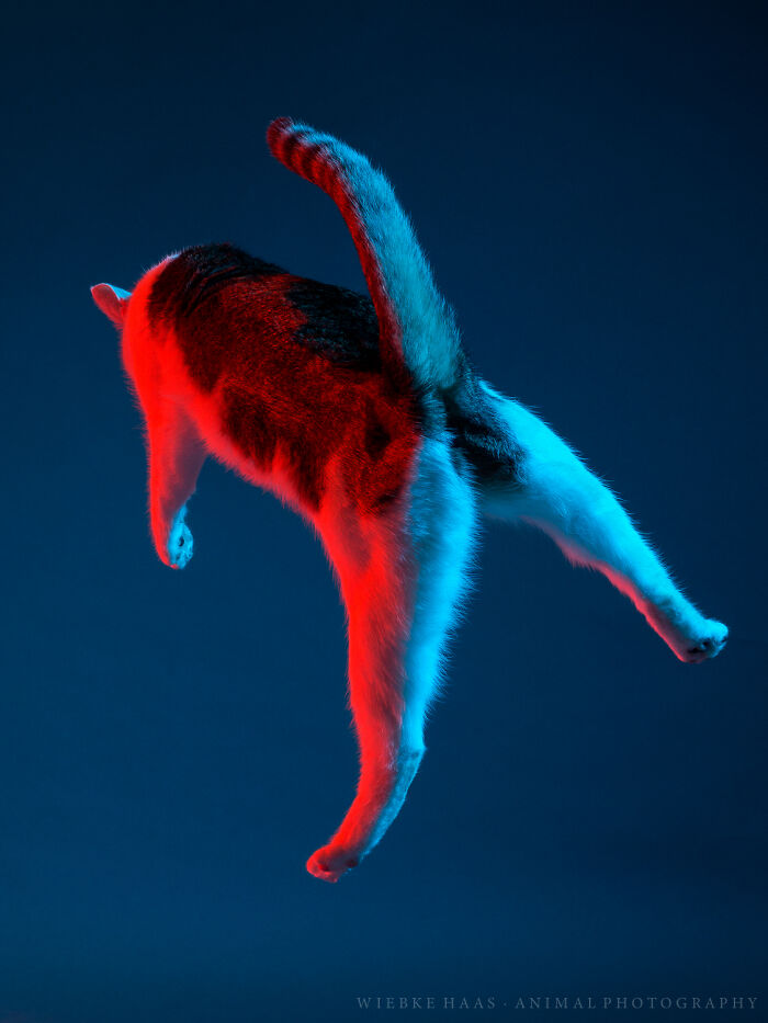 Cat photography of a cat mid-jump with dramatic red and blue lighting highlighting its fur against a dark background