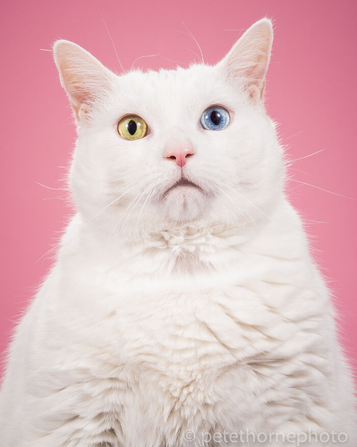 White cat with heterochromatic eyes posing against a pink background in professional cat photography style.