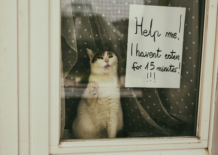 Cat photography showing a cat behind a window with a note asking for help and food in a cozy setting.