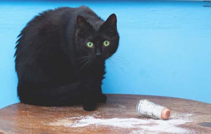 Black cat with green eyes sitting on a wooden table next to a spilled salt shaker in a colorful cat photography setting.