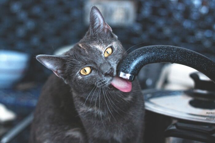 Gray cat with yellow eyes licking a black pot handle, showcasing the best of cat photography moments.