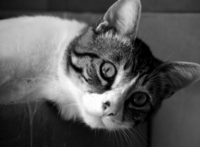Black and white close-up of a curious cat’s face showing detailed eyes and fur in cat photography style.