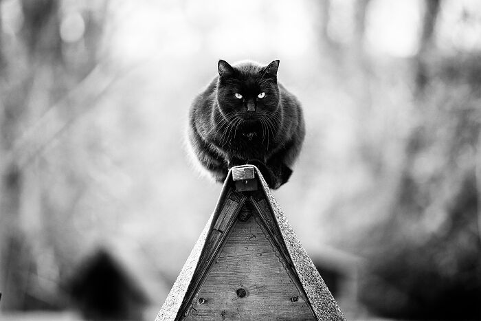 Black cat perched on a pointed wooden structure in an outdoor setting, showcasing stunning cat photography.