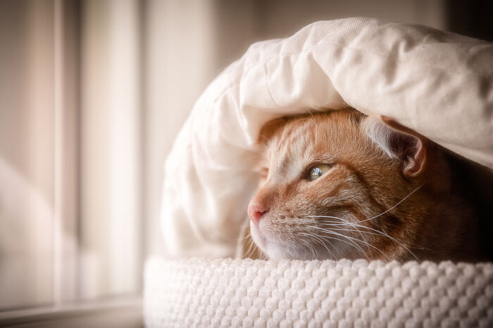 Close-up of an orange cat under a blanket, showcasing the best of cat photography with a cozy and thoughtful expression.