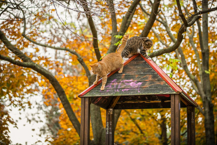 Two cats climbing on the roof of a wooden play structure surrounded by autumn trees in cat photography.
