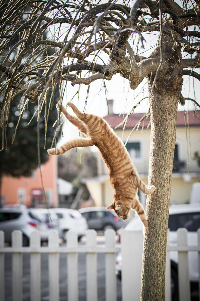 Orange tabby cat captured mid-leap from a tree branch in a charming outdoor cat photography moment.