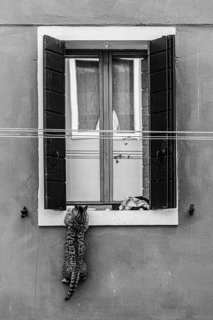 Tabby cat climbing on a windowsill with open shutters in a black and white cat photography scene.