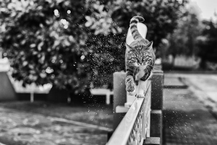 Tabby cat walking on a narrow railing with water splashing, showcasing the best of cat photography in action.