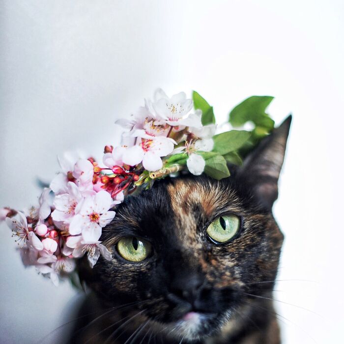 Close-up of a cat wearing a floral crown with green eyes, showcasing the best of cat photography in a soft light setting.