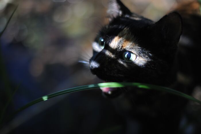 Close-up of a cat in natural light, highlighting its eyes and fur in artistic cat photography style.