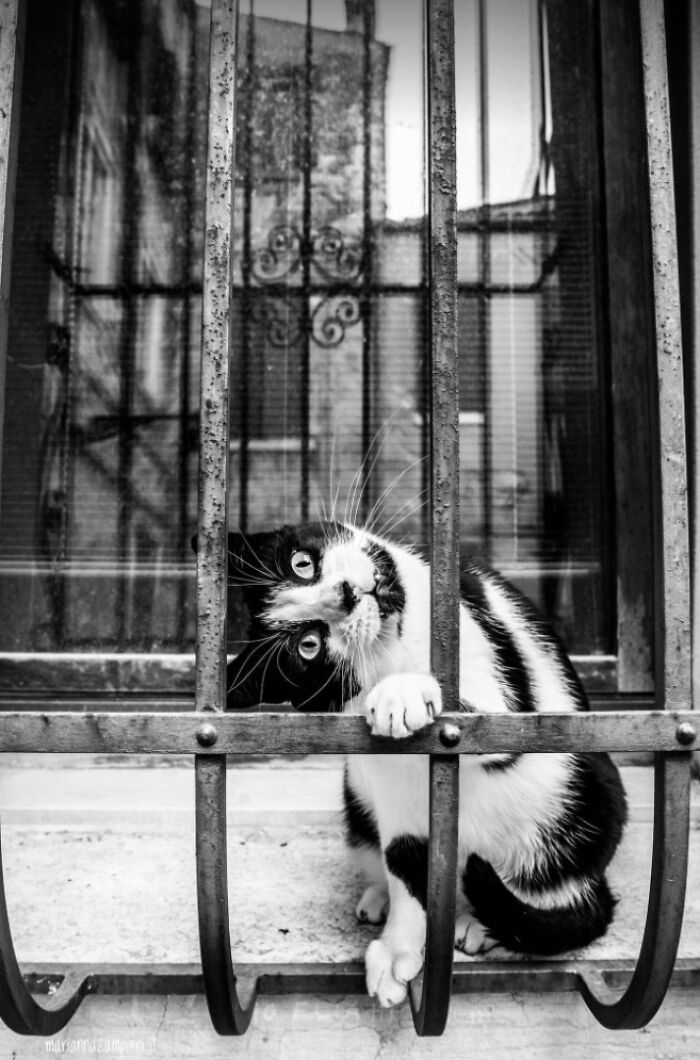 Black and white cat photo showing curious feline behind rusty metal bars in an artistic cat photography style.