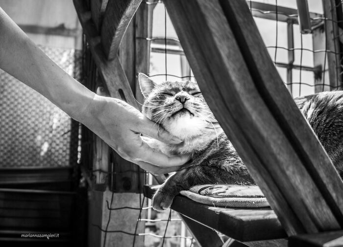 Black and white cat photography showing a content cat being gently scratched under the chin in natural light.