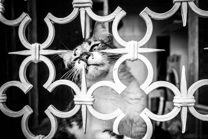 Black and white cat photography showing a curious cat biting decorative metal bars in a close-up shot.